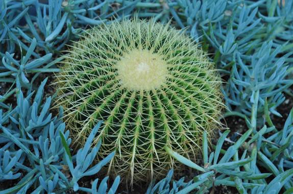 Flôr de cactus no Longwood Gardens, na Pennsylvania - Estados Unidos